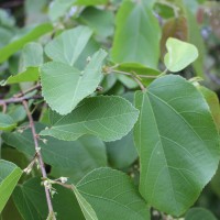 <i>Grewia tiliifolia</i>  Vahl